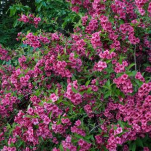 Weigela "Rumba"