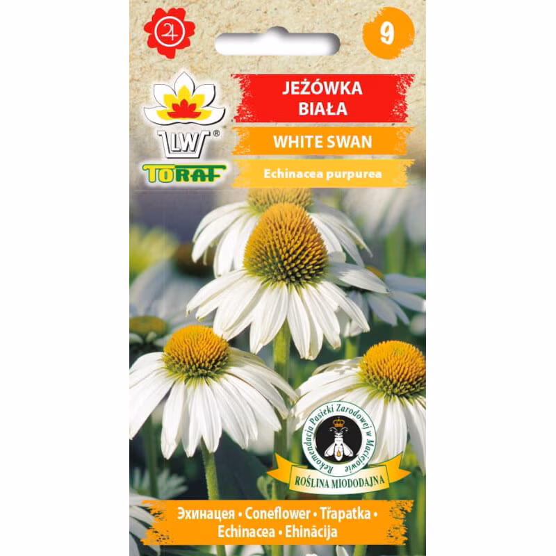 Purpurinė ežiuolė "White Swan" Toraf 0,2 g