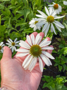 Echinacea "White Swan" 15cm pott