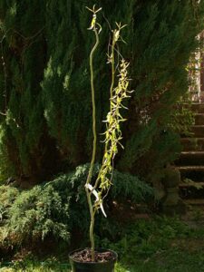 Salix × sepulcralis "Caradoc"