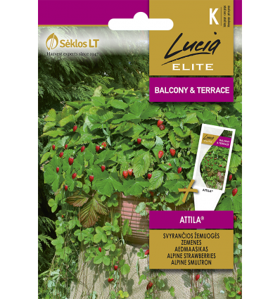 Puutarhamansikka "Attila" 0,1 g Lucia Elite