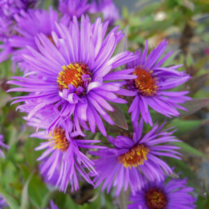 Aster novae angliae "Purple Dome"