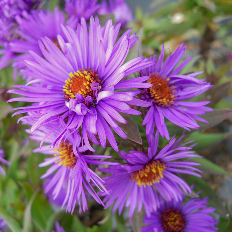Aster novae angliae "Purple Dome"
