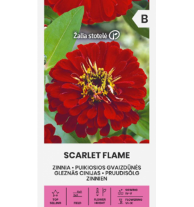 Pruudisõlg "Scarlet Flame" Žalia stotele 1 g