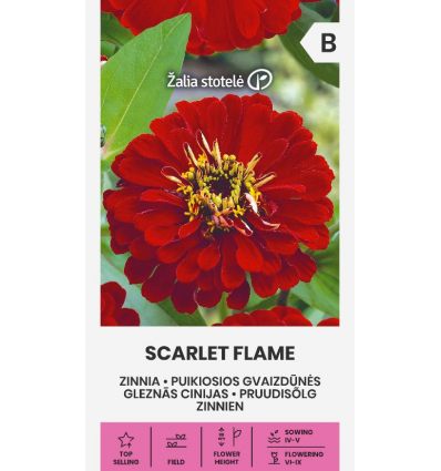 Цинния "Scarlet Flame" Žalia stotele 1 г