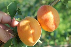 Prunus armeniaca "Lasma"