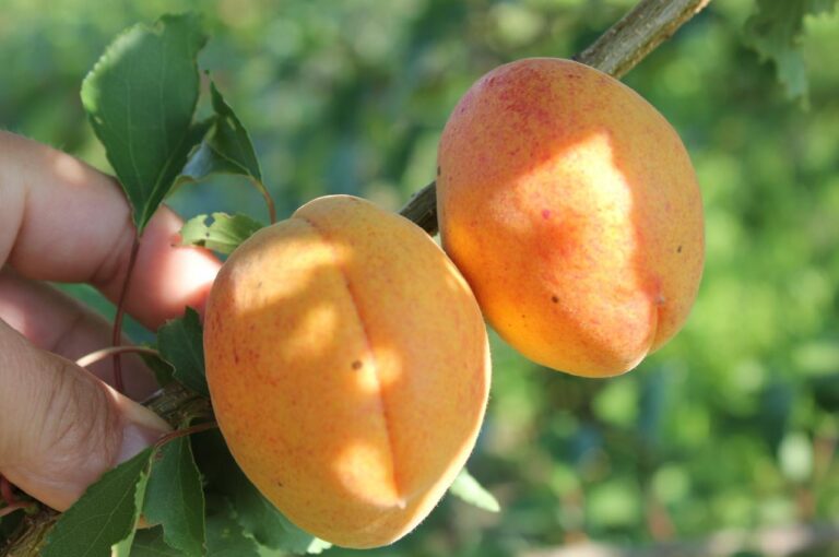 Prunus armeniaca "Lasma"