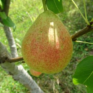 Pyrus communis "Vilma"