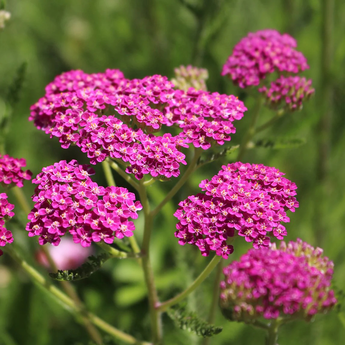 Achillea millefolium "Cerise Queen"