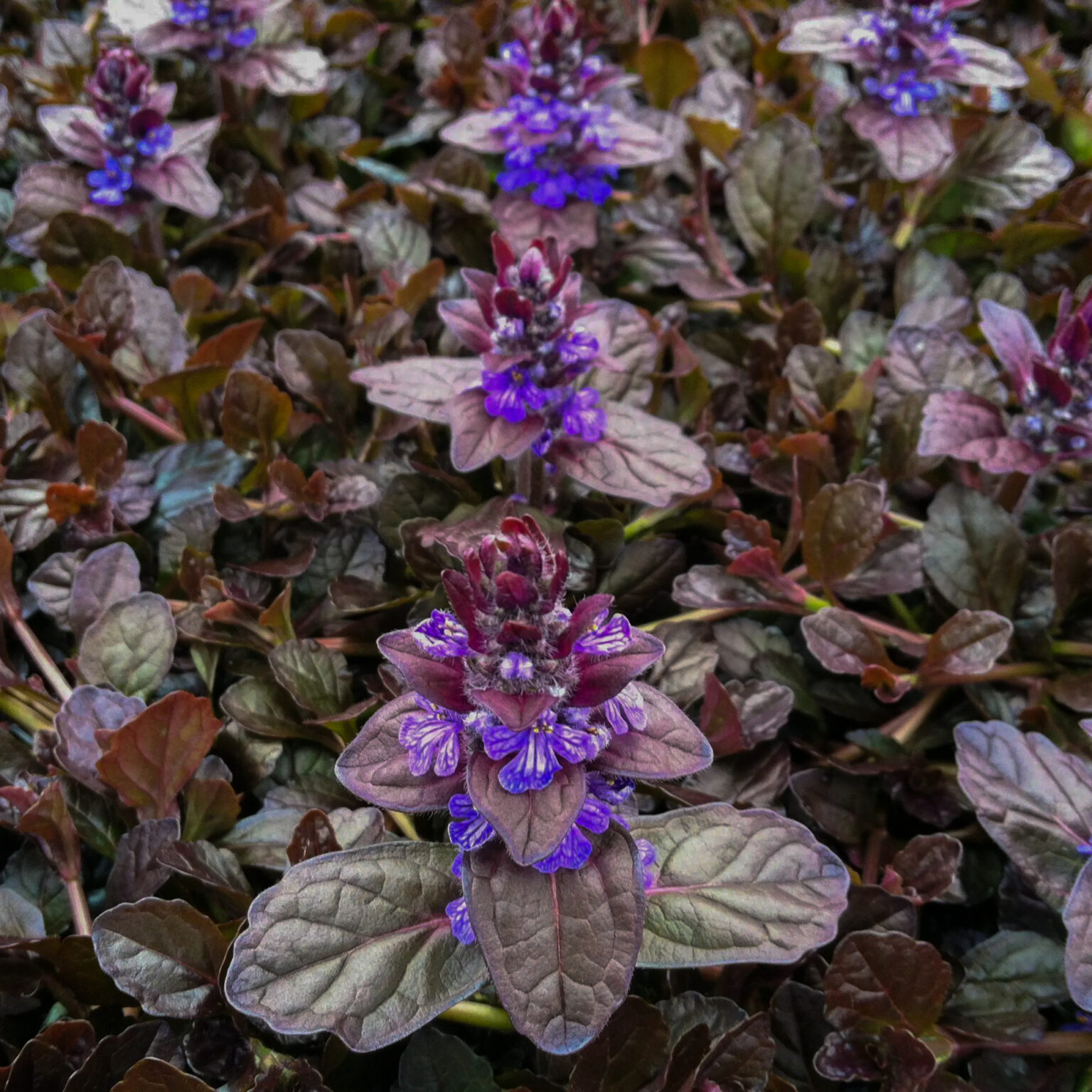 Ajuga reptans "Mahogany"