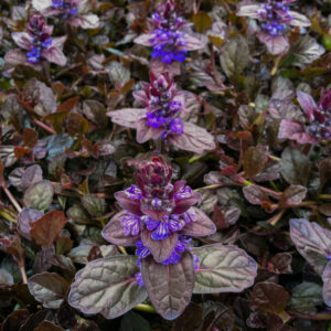 Ajuga reptans "Mahogany"