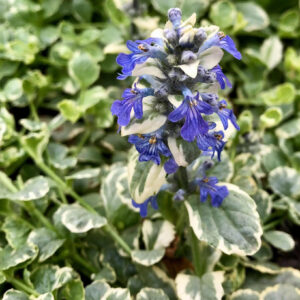 Ajuga reptans "Variegata"