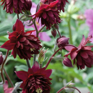 Aquilegia vulgaris "Ruby Port"