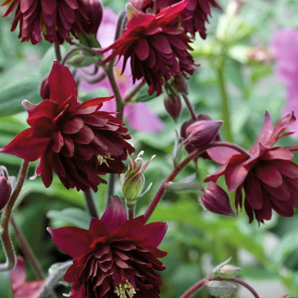 Aquilegia vulgaris "Ruby Port"