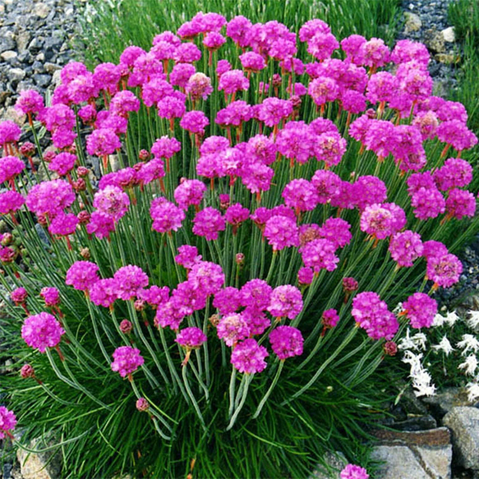 Armeria maritima "Dusseldorfer Stolz"