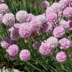 Armeria maritima "Rosea"