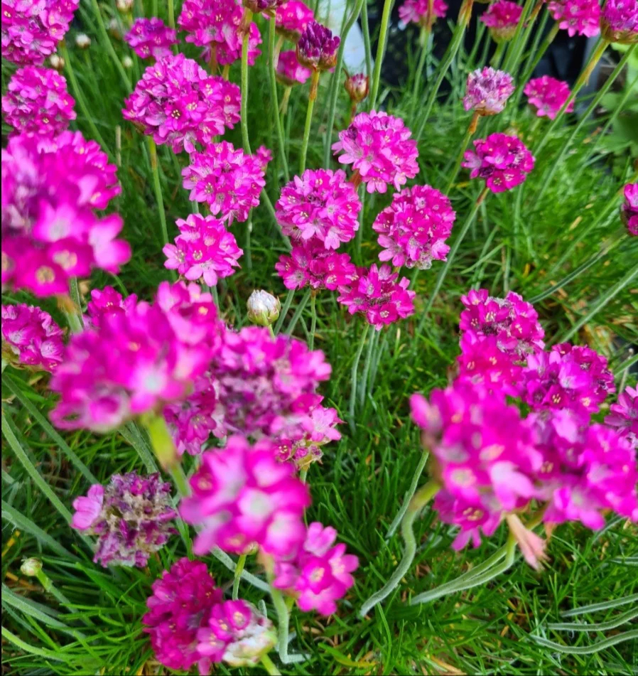 Armeria maritima "Splendens Perfecta"