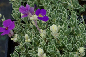 Aubrieta "Argenteovariegata"