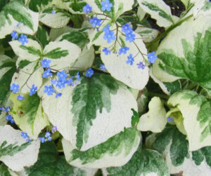 Brunnera macrophylla "Dawson-s White"