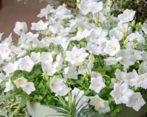 Campanula carpatica "White Uniform"