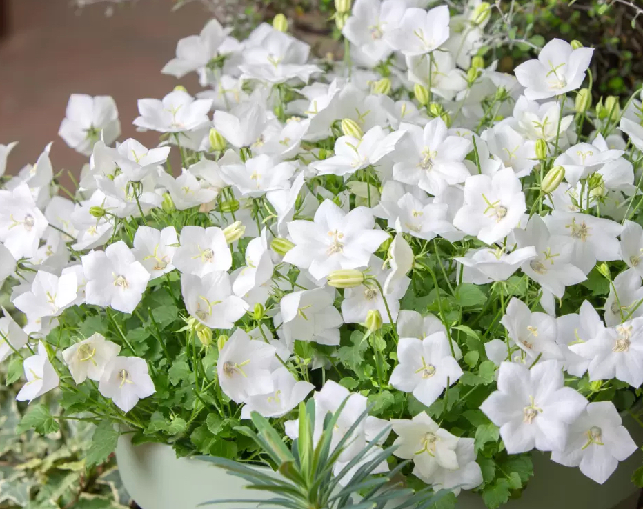 Campanula carpatica "White Uniform"