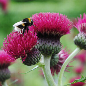 Cirsium rivulare "Atropurpureum"