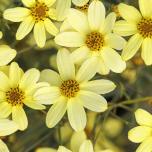 Coreopsis verticillata "Moonbeam"