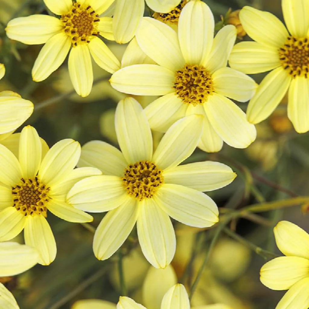 Coreopsis verticillata "Moonbeam"