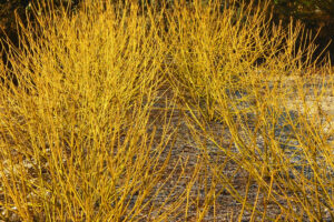 Cornus sericea "Flaviramea"