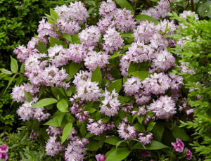 Deutzia "Raspberry Sundae"