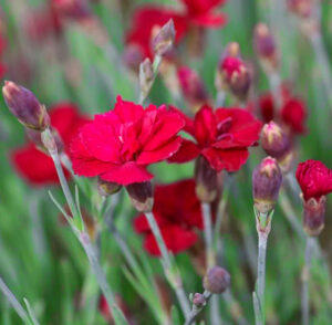 Dianthus gratianopolitanus "Bombardier"