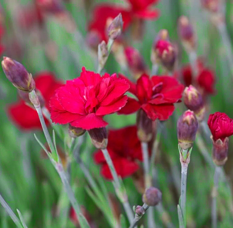 Dianthus gratianopolitanus "Bombardier"