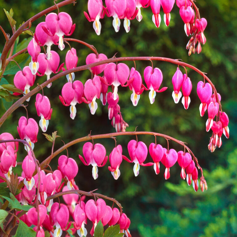 Dicentra spectabilis
