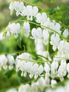 Dicentra spectabilis "Alba"