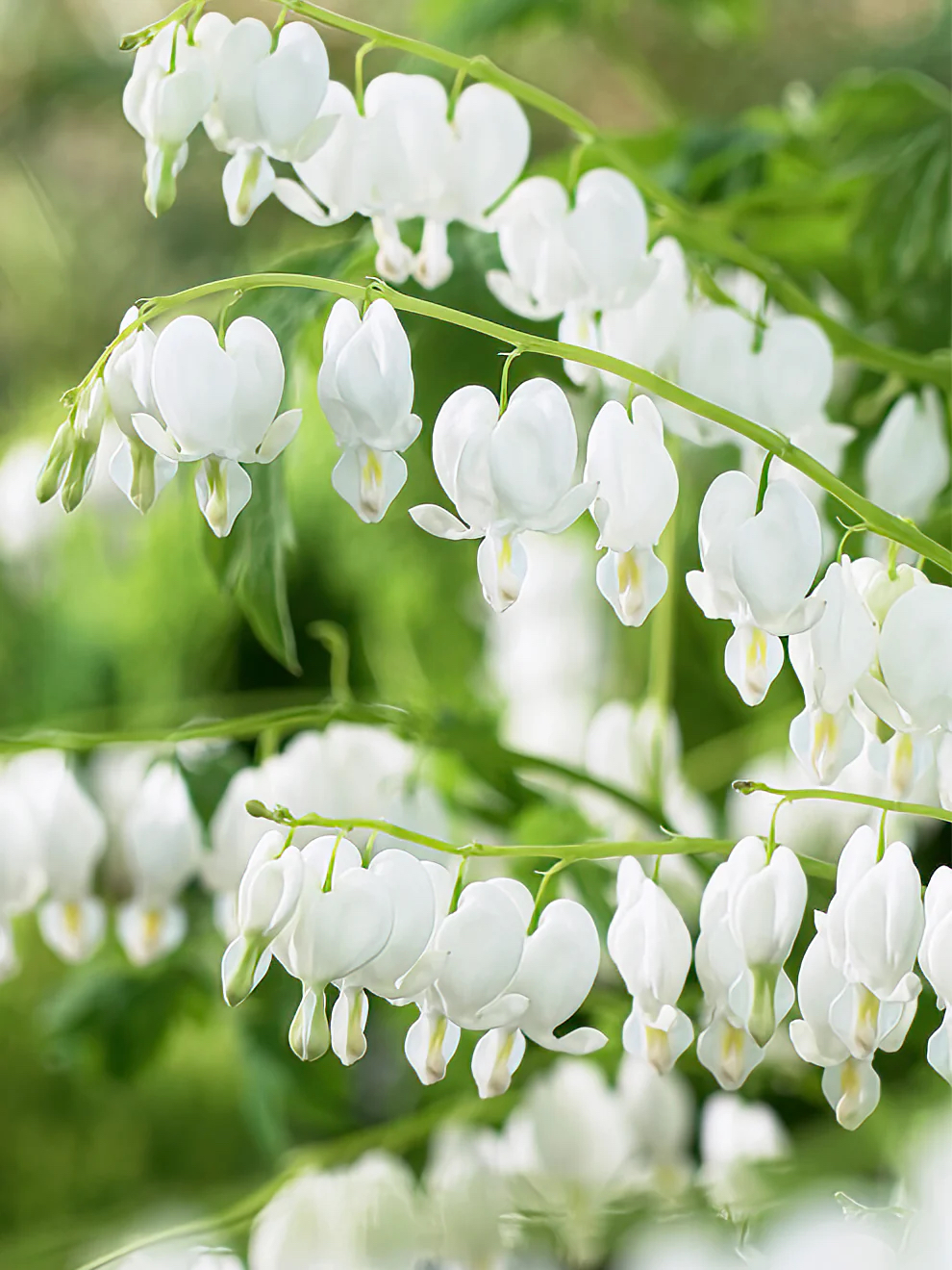 Dicentra spectabilis "Alba"