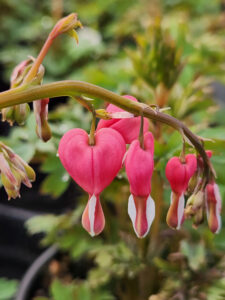 Dicentra spectabilis "Valentine"