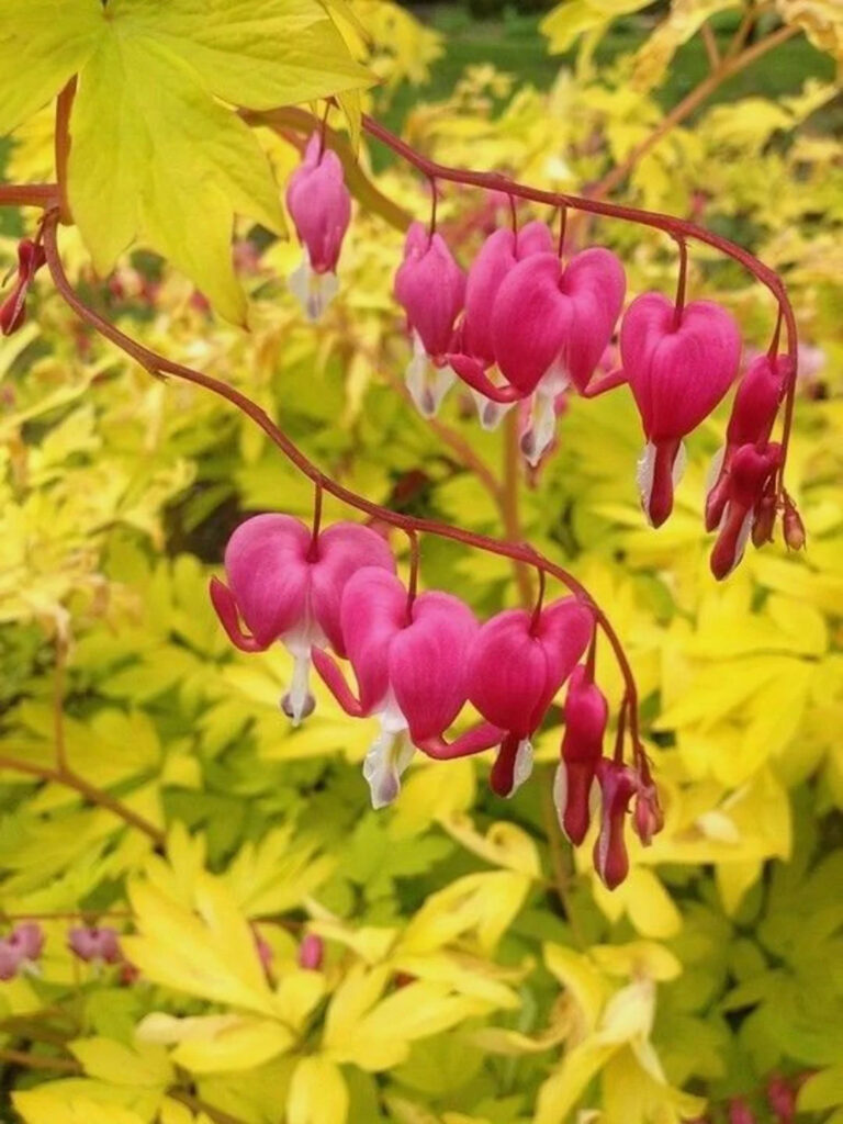 Dicentra spectabilis "Yellow Leaf"