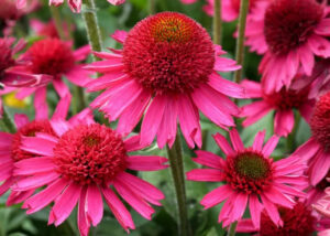 Echinacea "Delicious Candy"