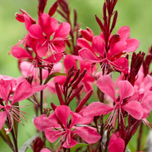 Gaura lindheimeri "Gaudi Red"