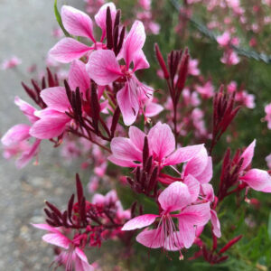 Gaura lindheimeri "Siskiyou Pink"