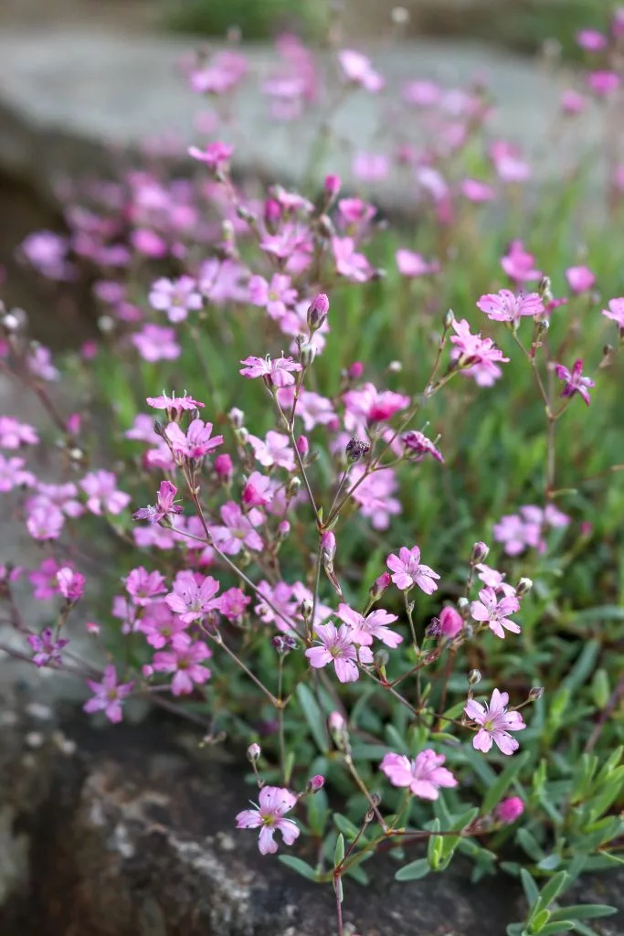 Gypsophila repens "Rosea"