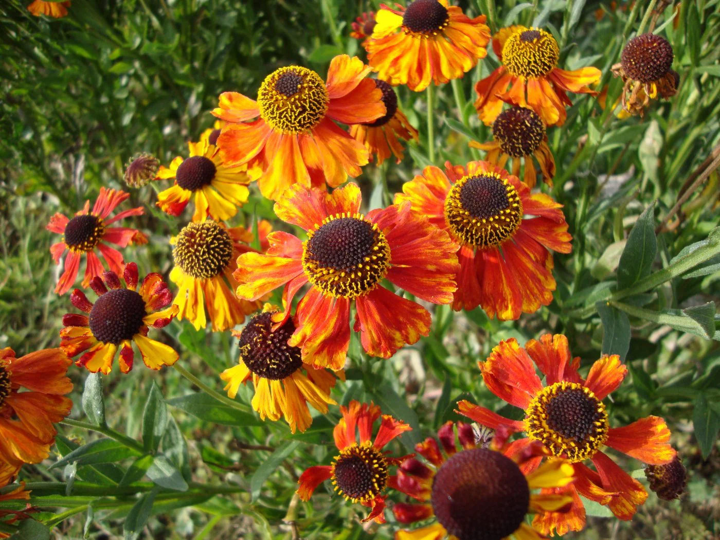 Helenium "Sahin's Early Flowerer"
