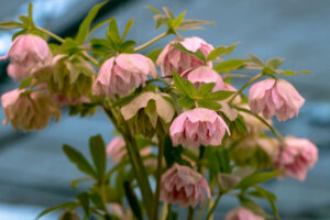Helleborus orientalis "Double Light Rose"
