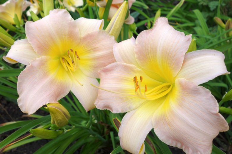 Hemerocallis "Catherine Woodbury"