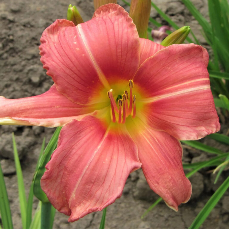 Hemerocallis "Prairie Bells"