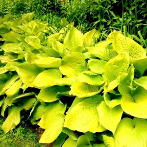 Hosta "Sunny Halcyon" 10 cm vazonas