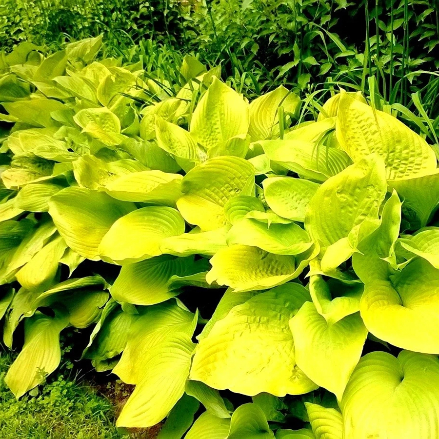 Hosta "Sunny Halcyon" 10 cm pods