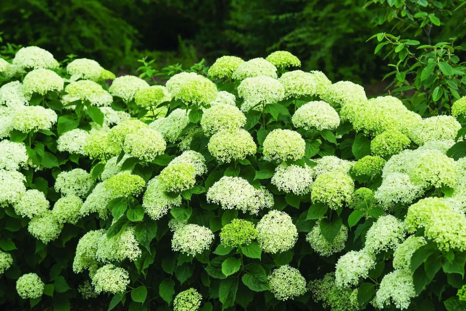 Hydrangea arborescens "BellaRagazza Limetta"