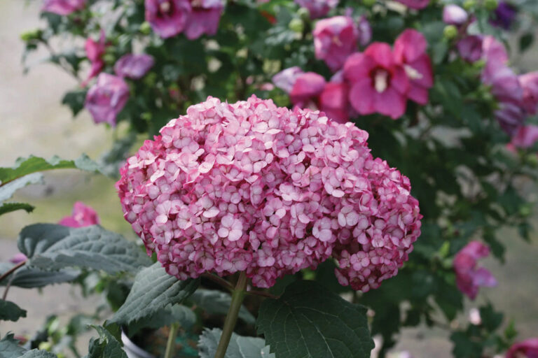 Hydrangea arborescens "BellaRagazza Mauvette"