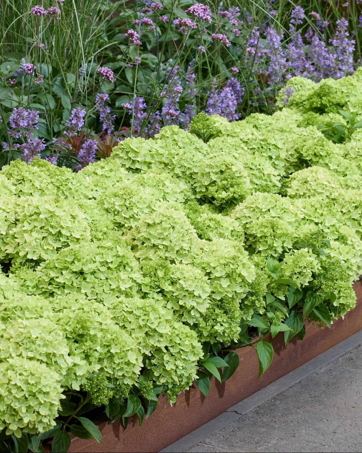 Hydrangea paniculata "Groundbreaker Greeny"